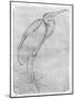 Pelican-Antonio Pisani Pisanello-Mounted Giclee Print