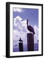 Pelican-William B. Folsom-Framed Art Print