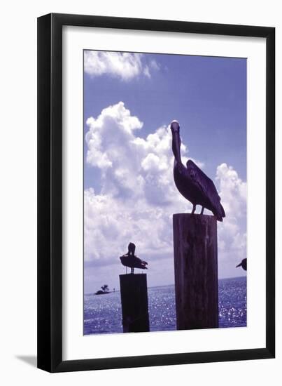 Pelican-William B. Folsom-Framed Art Print