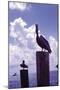 Pelican-William B. Folsom-Mounted Art Print