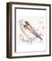 Pelicans About-Sillier than Sally-Framed Art Print