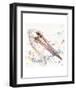 Pelicans About-Sillier than Sally-Framed Art Print