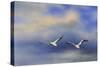 Pelicans at Sea-Jai Johnson-Stretched Canvas