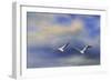 Pelicans at Sea-Jai Johnson-Framed Giclee Print