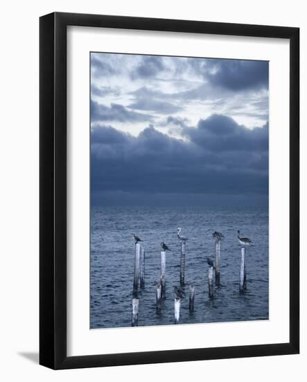 Pelicans, Caye Caulker, Belize-Russell Young-Framed Photographic Print