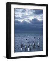 Pelicans, Caye Caulker, Belize-Russell Young-Framed Photographic Print