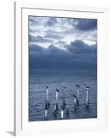 Pelicans, Caye Caulker, Belize-Russell Young-Framed Photographic Print