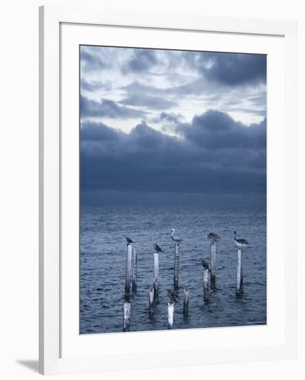 Pelicans, Caye Caulker, Belize-Russell Young-Framed Photographic Print