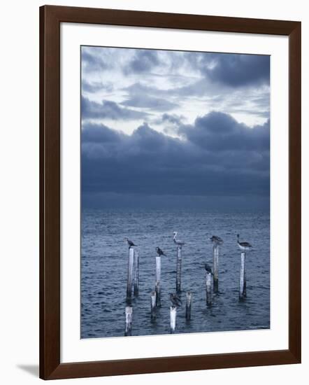 Pelicans, Caye Caulker, Belize-Russell Young-Framed Photographic Print