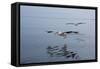 Pelicans Flying Above the Ocean Near Walvis Bay, Namibia-Alex Saberi-Framed Stretched Canvas