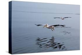 Pelicans Flying Above the Ocean Near Walvis Bay, Namibia-Alex Saberi-Stretched Canvas