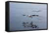 Pelicans Flying Above the Ocean Near Walvis Bay, Namibia-Alex Saberi-Framed Stretched Canvas