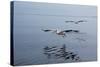 Pelicans Flying Above the Ocean Near Walvis Bay, Namibia-Alex Saberi-Stretched Canvas