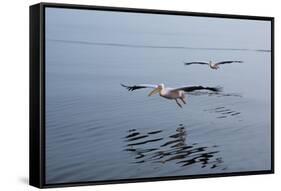 Pelicans Flying Above the Ocean Near Walvis Bay, Namibia-Alex Saberi-Framed Stretched Canvas