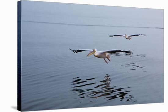 Pelicans Flying Above the Ocean Near Walvis Bay, Namibia-Alex Saberi-Stretched Canvas