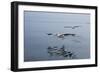 Pelicans Flying Above the Ocean Near Walvis Bay, Namibia-Alex Saberi-Framed Photographic Print