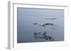 Pelicans Flying Above the Ocean Near Walvis Bay, Namibia-Alex Saberi-Framed Photographic Print