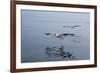 Pelicans Flying Above the Ocean Near Walvis Bay, Namibia-Alex Saberi-Framed Photographic Print