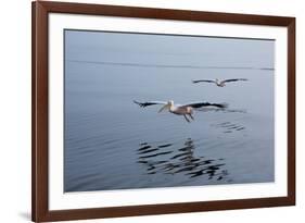Pelicans Flying Above the Ocean Near Walvis Bay, Namibia-Alex Saberi-Framed Photographic Print