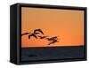 Pelicans Flying at Dusk, Mazatlan, Mexico-Charles Sleicher-Framed Stretched Canvas