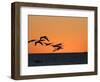 Pelicans Flying at Dusk, Mazatlan, Mexico-Charles Sleicher-Framed Photographic Print