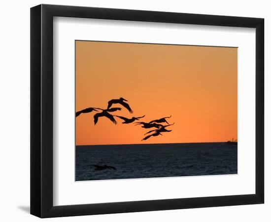 Pelicans Flying at Dusk, Mazatlan, Mexico-Charles Sleicher-Framed Photographic Print