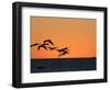 Pelicans Flying at Dusk, Mazatlan, Mexico-Charles Sleicher-Framed Photographic Print