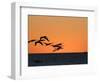 Pelicans Flying at Dusk, Mazatlan, Mexico-Charles Sleicher-Framed Photographic Print