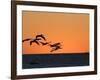 Pelicans Flying at Dusk, Mazatlan, Mexico-Charles Sleicher-Framed Photographic Print