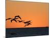 Pelicans Flying at Dusk, Mazatlan, Mexico-Charles Sleicher-Mounted Photographic Print