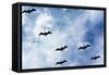Pelicans Flying over Beach Photo Poster Print-null-Framed Stretched Canvas