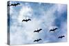 Pelicans Flying over Beach Photo Poster Print-null-Stretched Canvas