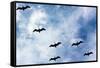 Pelicans Flying over Beach Photo Poster Print-null-Framed Stretched Canvas