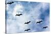 Pelicans Flying over Beach Photo Poster Print-null-Stretched Canvas