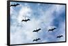 Pelicans Flying over Beach Photo Poster Print-null-Framed Poster