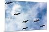 Pelicans Flying over Beach Photo Poster Print-null-Mounted Poster