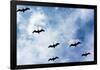 Pelicans Flying over Beach Photo Poster Print-null-Framed Poster