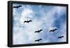 Pelicans Flying over Beach Photo Poster Print-null-Framed Poster