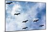 Pelicans Flying over Beach Photo Poster Print-null-Mounted Poster