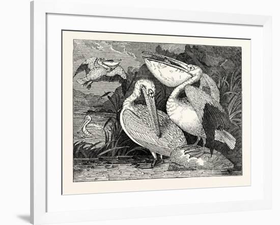 Pelicans from Specimens in the Gardens of the Zoological Society-null-Framed Giclee Print