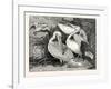 Pelicans from Specimens in the Gardens of the Zoological Society-null-Framed Giclee Print