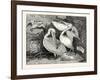 Pelicans from Specimens in the Gardens of the Zoological Society-null-Framed Giclee Print