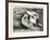 Pelicans from Specimens in the Gardens of the Zoological Society-null-Framed Giclee Print