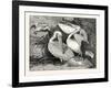 Pelicans from Specimens in the Gardens of the Zoological Society-null-Framed Giclee Print