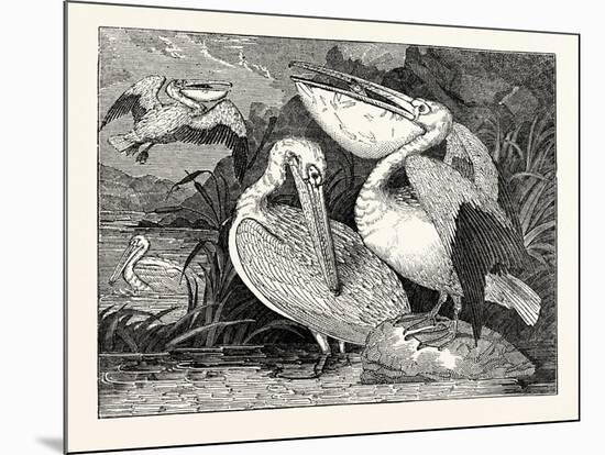Pelicans from Specimens in the Gardens of the Zoological Society-null-Mounted Giclee Print