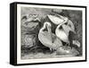 Pelicans from Specimens in the Gardens of the Zoological Society-null-Framed Stretched Canvas