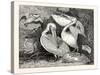 Pelicans from Specimens in the Gardens of the Zoological Society-null-Stretched Canvas