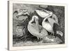 Pelicans from Specimens in the Gardens of the Zoological Society-null-Stretched Canvas