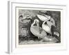 Pelicans from Specimens in the Gardens of the Zoological Society-null-Framed Giclee Print