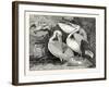 Pelicans from Specimens in the Gardens of the Zoological Society-null-Framed Giclee Print